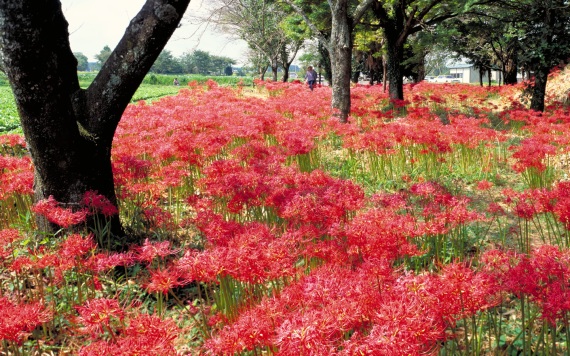 red garden