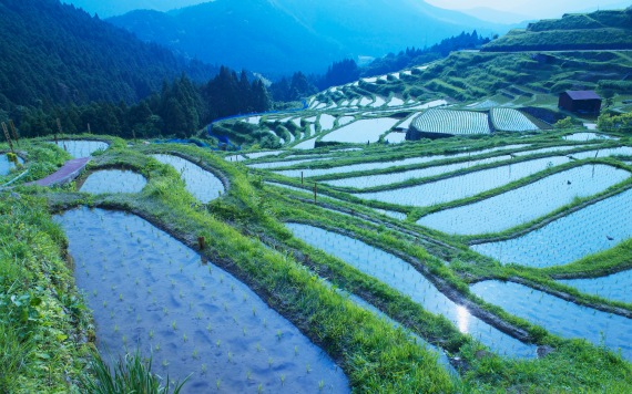 Rice paddy, Mie prefecture